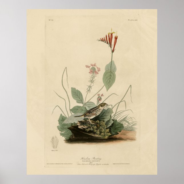 Póster Henslow's Bunting (resplandor), Audubon Birds Amer (Frente)
