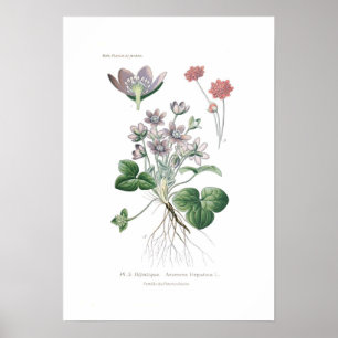 Póster Hepatica de la anémona