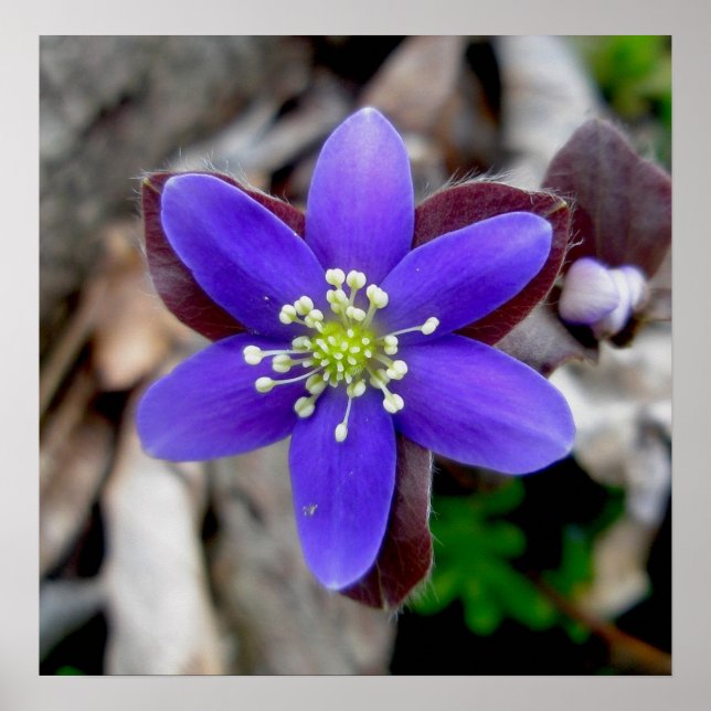 Póster Hepatica Wildflower Poster (Frente)