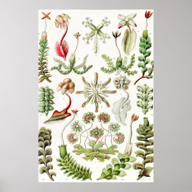 Póster Hepaticae Lebermoose por Ernst Haeckel (Frente)