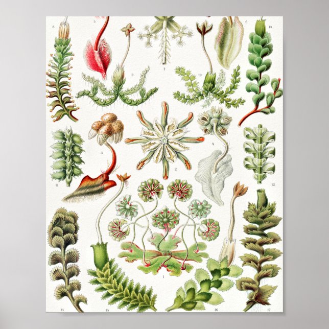 Póster Hepaticae Lebermoose por Ernst Haeckel (Frente)
