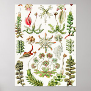 Póster Hepaticae Lebermoose por Ernst Haeckel