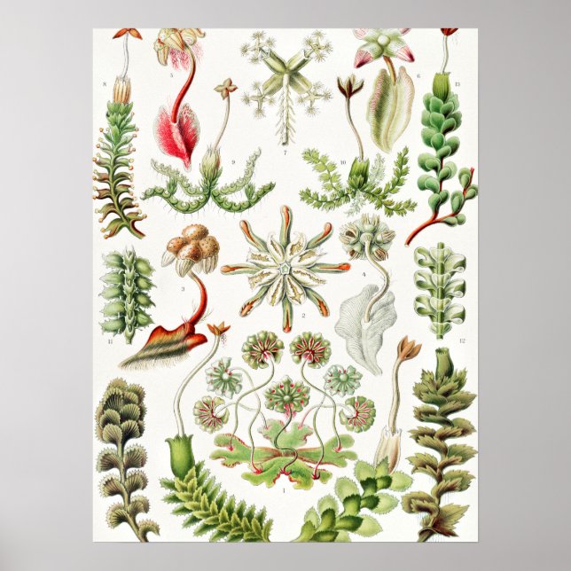 Póster Hepaticae Lebermoose por Ernst Haeckel (Frente)