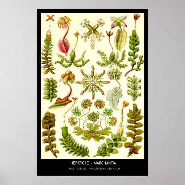 Póster Hepaticae-Marchantia - Plate 82 - Kunstformen der (Frente)