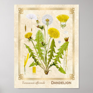 Póster Herb Vintinal Dandelion Flor Botánica