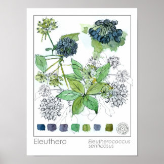 Póster Herbalist Eleuthero Medicinal Herbina acuarela