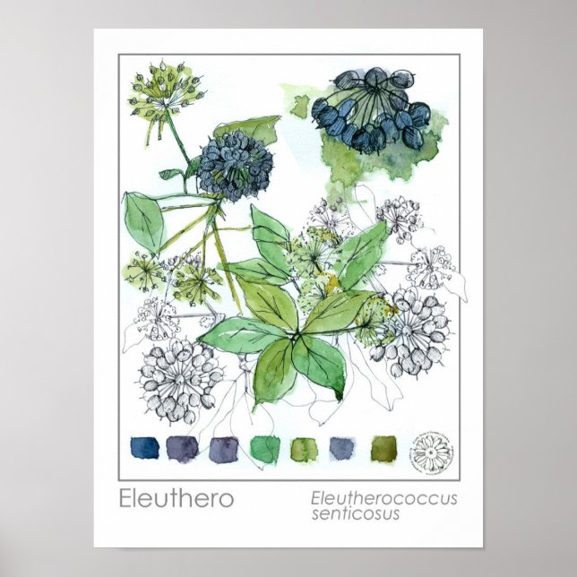 Póster Herbalist Eleuthero Medicinal Herbina acuarela (Frente)