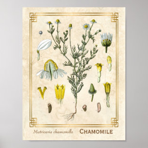Póster Herbario cosmético Flor de manzanilla