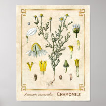 Herbario Vintage Chamomile Flor Botánica