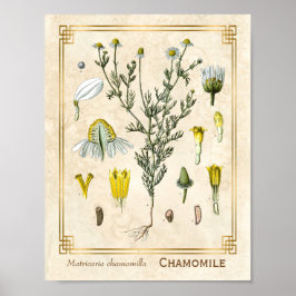 Póster Herbario Vintage Chamomile Flor Botánica