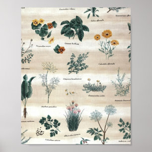 Póster Herbs Plantas Flores