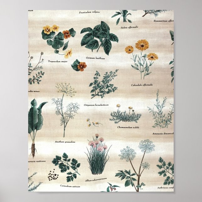 Póster Herbs Plantas Flores (Frente)