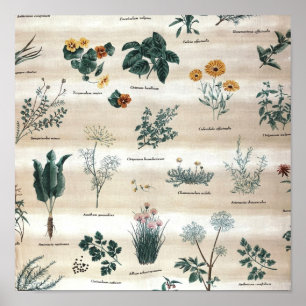 Póster Herbs Plantas Flores