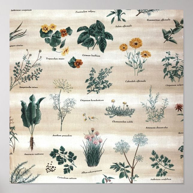 Póster Herbs Plantas Flores (Frente)