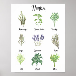 Póster Herbs Watercolor Sage Thyme Rosemary Kitchen