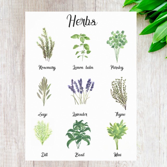 Póster Herbs Watercolor Sage Thyme Rosemary Kitchen (Subido por el creador)