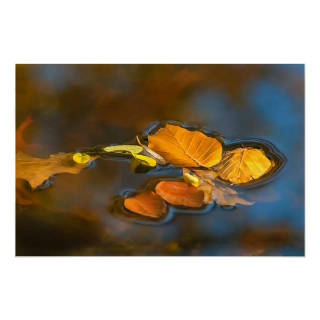Póster Herbstblätter im See (Anverso)