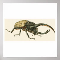 Hercules Beetle