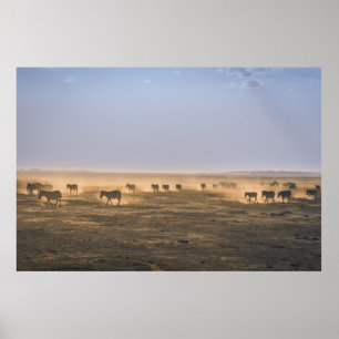 PÓSTER HERD DE ZEBRA EN EL CAMPO DE LA ARENA