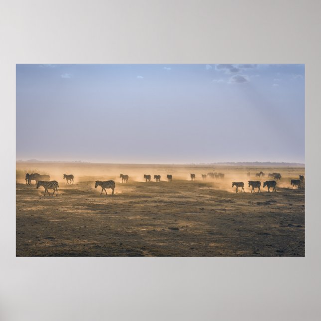 PÓSTER HERD DE ZEBRA EN EL CAMPO DE LA ARENA (Frente)