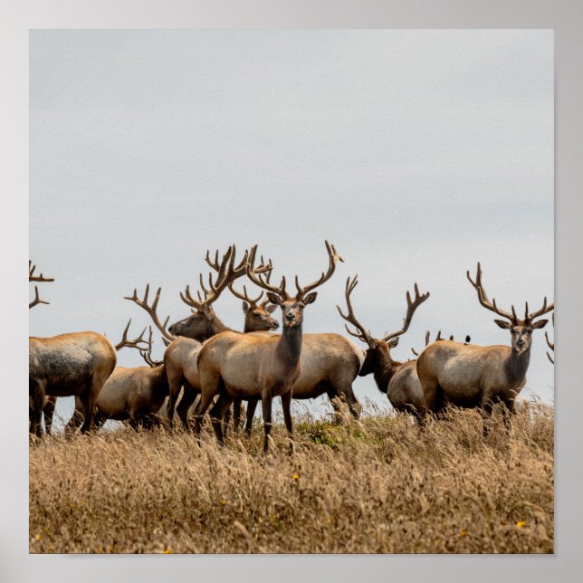 PÓSTER HERD OF DEER (Frente)
