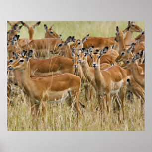 Póster Herd of female Impala, Masai Mara, Kenya.