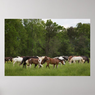 Póster Herd of horses, Tennessee