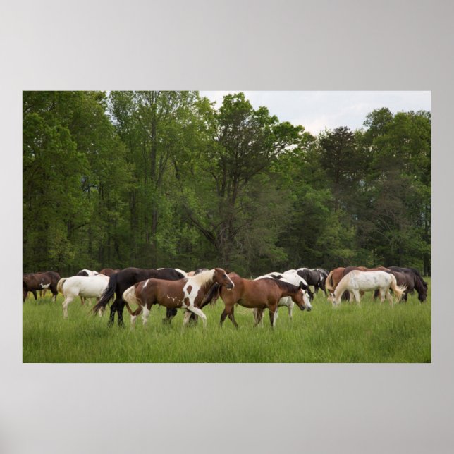 Póster Herd of horses, Tennessee (Frente)