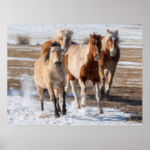 Póster Herd of Mixed Breed Horses Running in the Snow