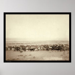 Póster Herding Cattle at Moss Agate SD 1887