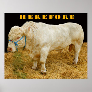 Póster hereford