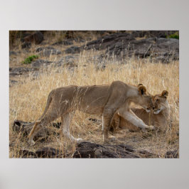 Póster Hermanas de la leona - Maasai Mara Safari Willife 
