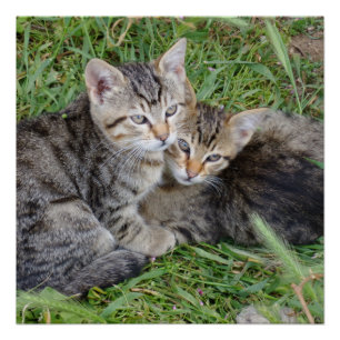 Póster Hermanas de Tabby de 20" x 20",Papel Poster,Semibr