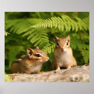 Póster hermanos chipmunk de bebé
