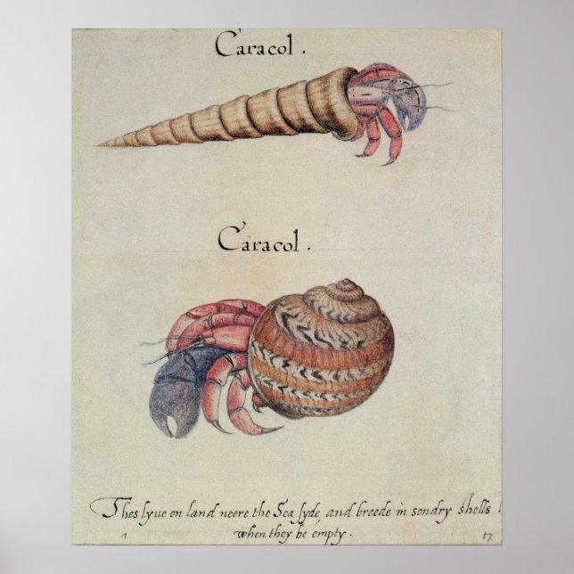 Póster Hermit Crab (Frente)