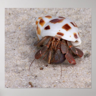 Póster Hermit Crab