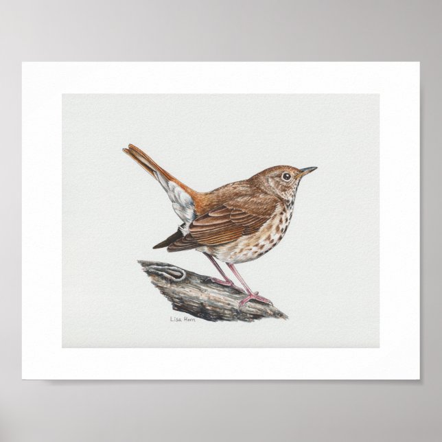 Póster Hermit Thrush Art Print (Frente)