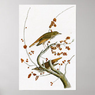 Póster Hermit Thrush John James Audubon Birds of America