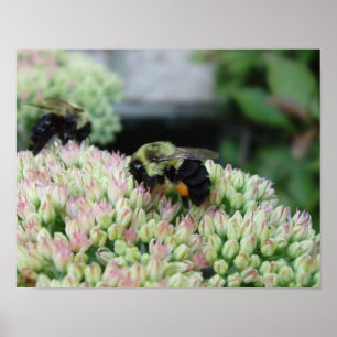Póster Hermosa Abeja Alimentaria