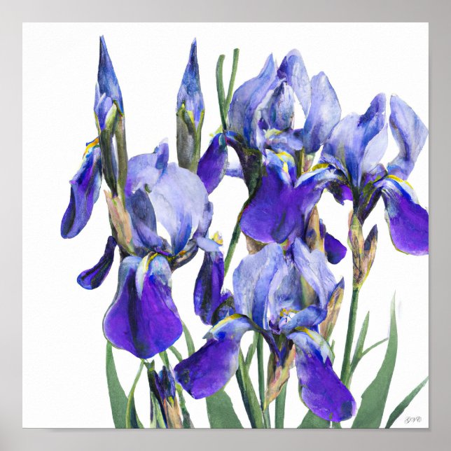 Póster Hermosa acuarela azul Iris Flores (Frente)