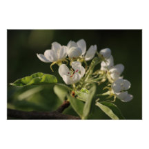 Hermosa Blossom Blanco Pear