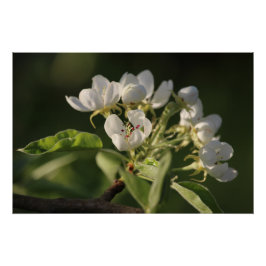 Póster Hermosa Blossom Blanco Pear