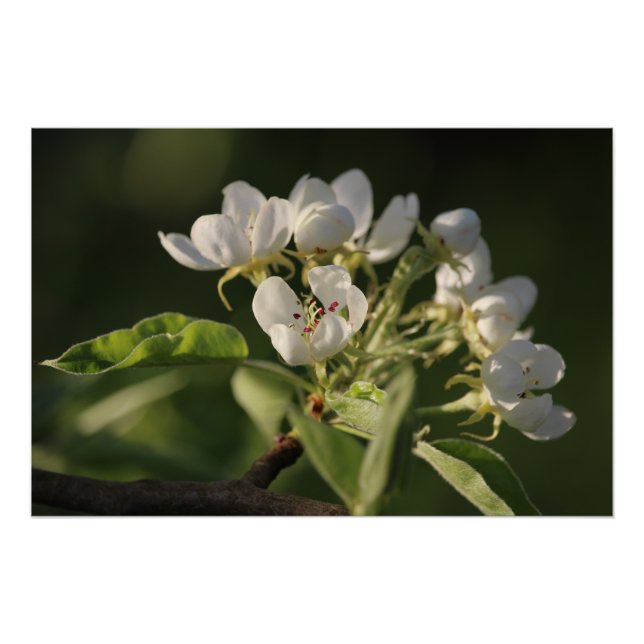 Póster Hermosa Blossom Blanco Pear (Anverso)