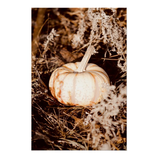 Póster Hermosa calabaza blanca pradera otoñal (Anverso)