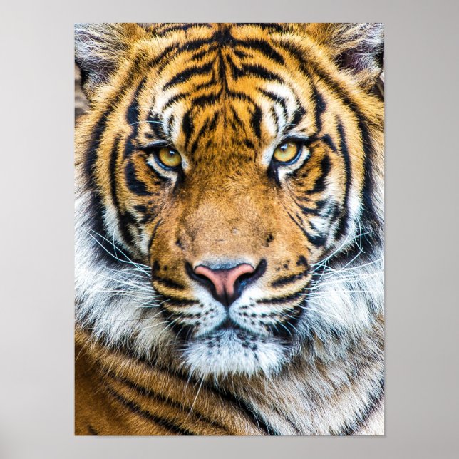 Póster Hermosa cara de tigre (Frente)