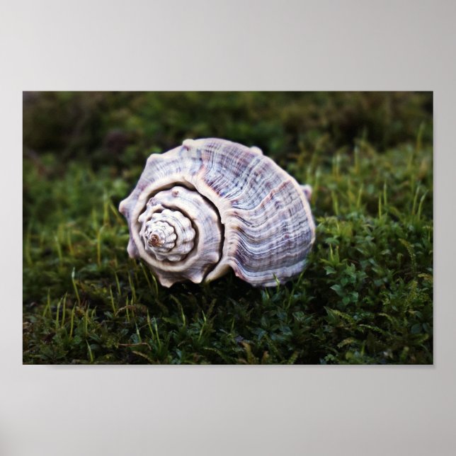 Póster Hermosa concha en el cielo verde de la naturaleza (Frente)