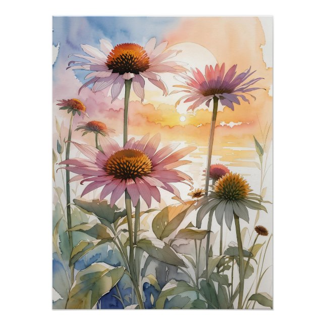 Póster Hermosa Coneflower (Anverso)