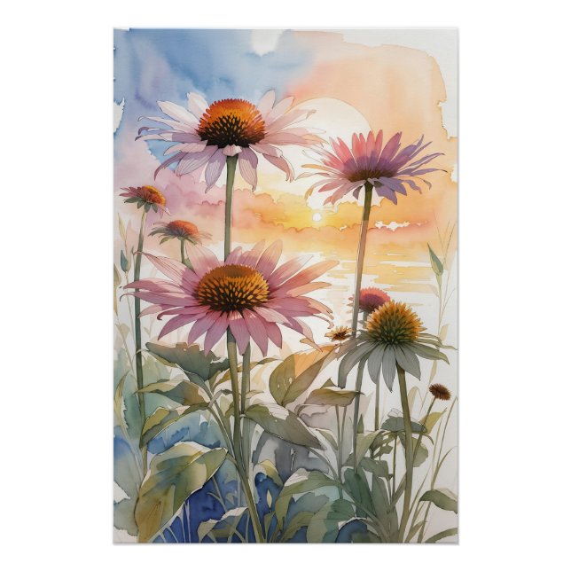 Póster Hermosa Coneflower (Anverso)