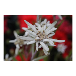 Póster Hermosa Edelweiss Leontopodium nivale