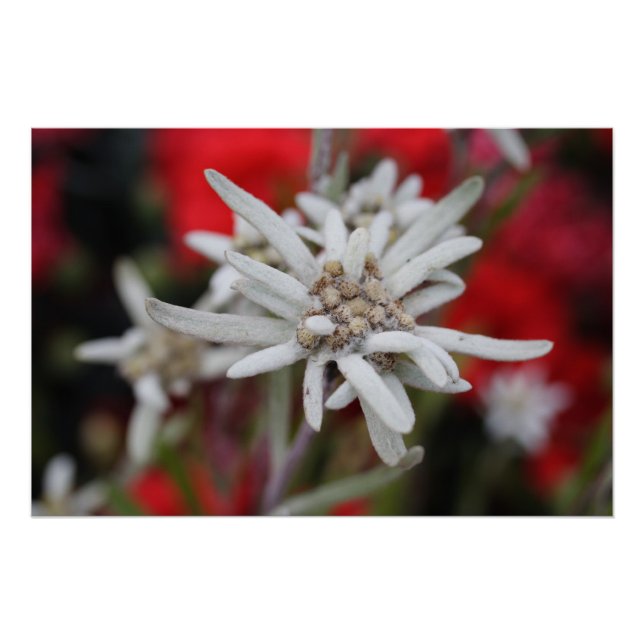Póster Hermosa Edelweiss Leontopodium nivale (Anverso)